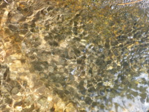 dappled water in a mountain stream reflects light in tones of honey gold and green