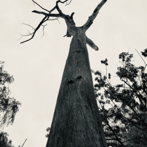 A standing tree - dead, grey and without bark, towers over us, reaching to the sky.